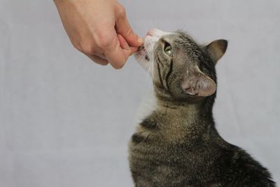 Close-up of hand holding cat against white background