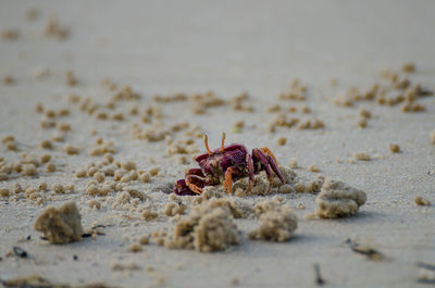 Close-up of crab on sand