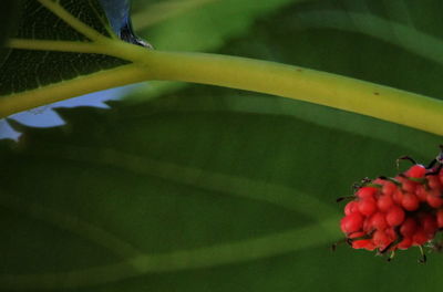 Close-up of red berries on plant