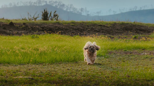 Dog looking away on field