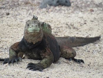 Close-up of lizard on sand at beach