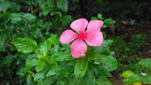 Close-up of water drops on flower