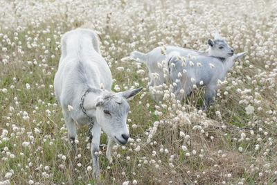 Sheep in a field