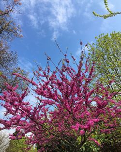 Low angle view of pink flowers
