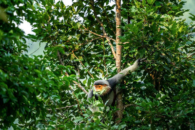 Low angle view of monkey on tree