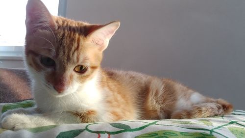 Portrait of cat lying down on bed