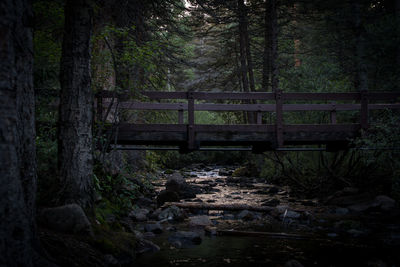 Stream passing through forest