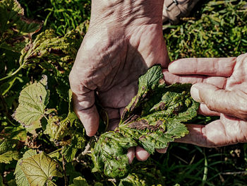 Black currant leaves damaged by fungal disease anthracnose in hands close up