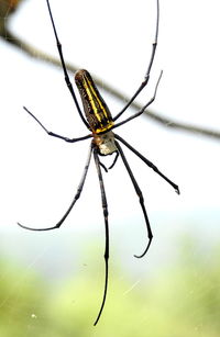 Close-up of spider on web