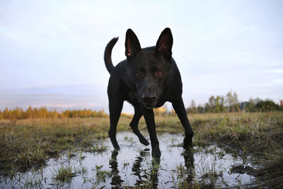 Portrait of dog standing on field against sky