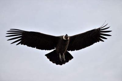 Low angle view of bird flying against sky