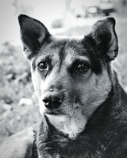 Close-up portrait of dog