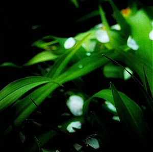 Close-up of leaves at night