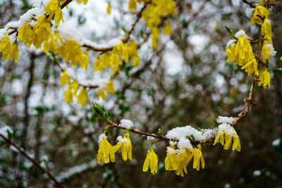 Close-up of yellow cherry blossoms in spring