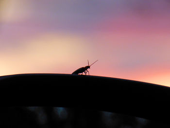 Silhouette of insect perching on pole against clear sky