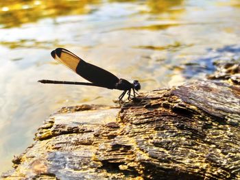 Close-up of insect on rock