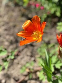 Close-up of orange flower on field