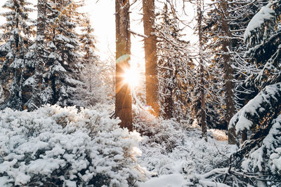 Snow covered pine trees in forest during winter