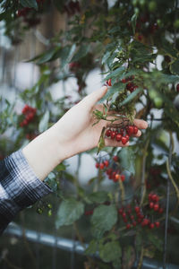 Cropped image of hand holding red berries