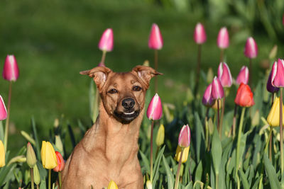 Portrait of dog amidst flower field