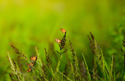 Close-up of insect on plant