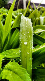 Close-up of wet leaves