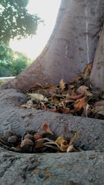 Close-up of tree against sky