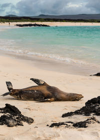 Seal laying on the beach on an overcast day in the galapagos.