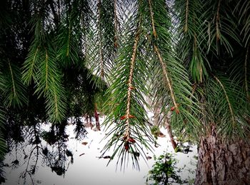 Low angle view of palm trees