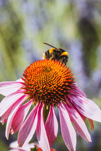 Close-up of bee pollinating on pink flower