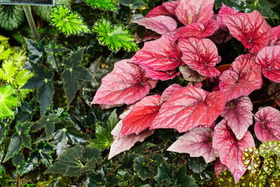 Close-up of red flowering plant