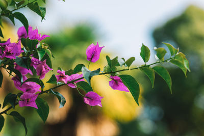 Close-up of pink flowering plant