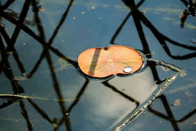 High angle view of wet leaf floating on lake