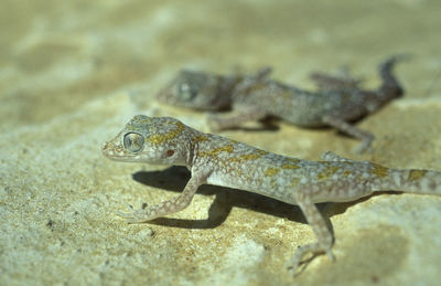 Close-up of lizard