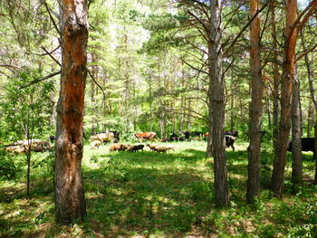 View of trees in forest