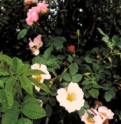 High angle view of flowering plants and leaves on plant