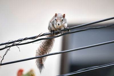 Low angle view of squirrel on metal fence