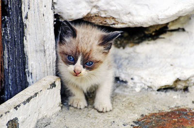 Close-up of kitten standing by rock
