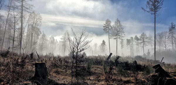 Panoramic view of trees against sky