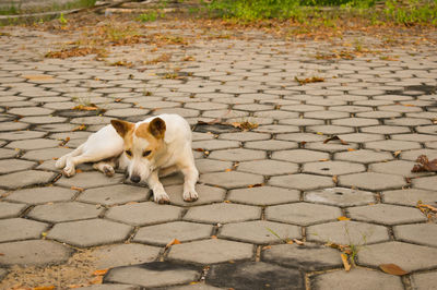 View of a dog on footpath