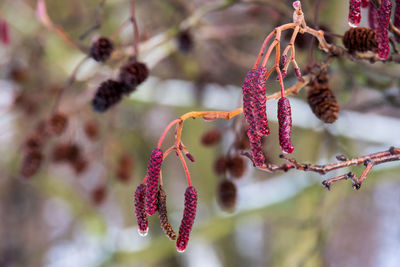 Close-up of butterfly on pink flower tree