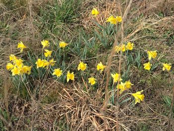 High angle view of yellow flowering plant on field