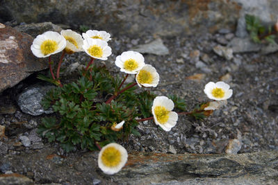 High angle view of flowers