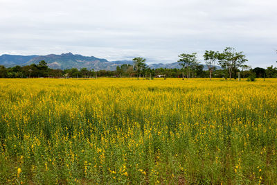 Scenic view of oilseed rape field against sky