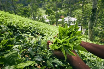 Cropped image of person holding plant