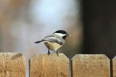 Bird perching on fence