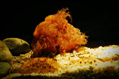 Close-up of jellyfish in water