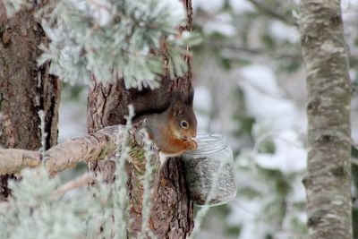 Squirrel on tree