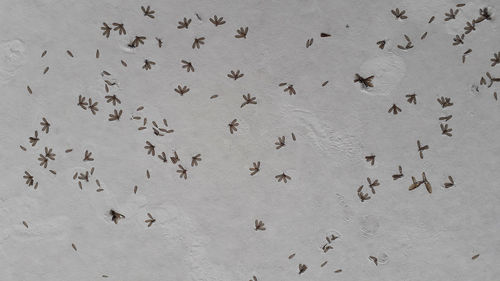 High angle view of birds on sand