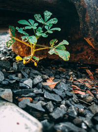 High angle view of potted plant on field